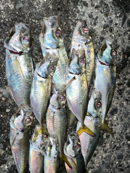 湾奥ジグ単アジング