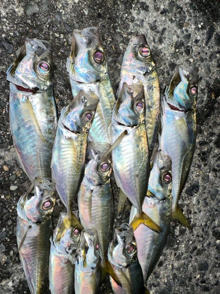 湾奥ジグ単アジング