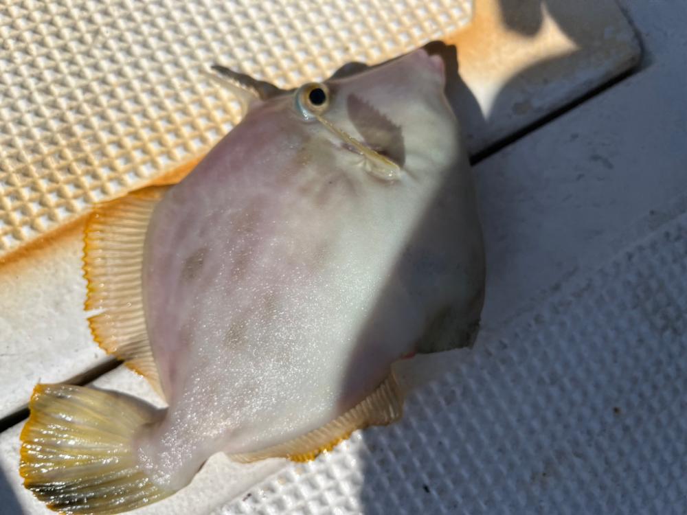 カワハギ釣り