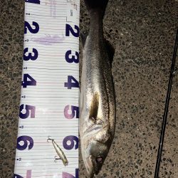 大会前にいい魚