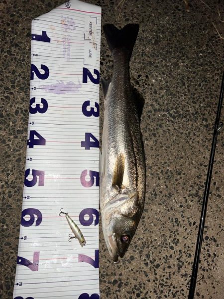 大会前にいい魚