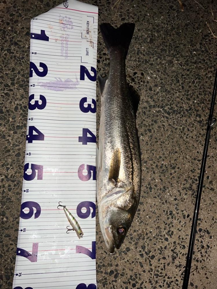 大会前にいい魚