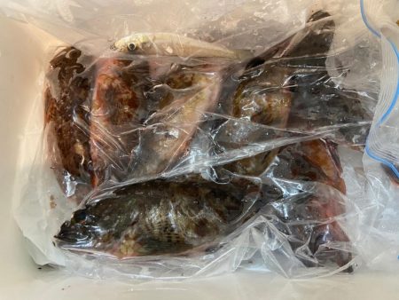 ちょい投げシロギスタのさらばディアルーナ