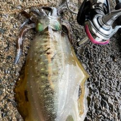 荒れあれアレ！