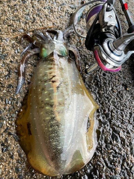 荒れあれアレ！