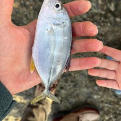 三重県北部湾奥ライトゲーム