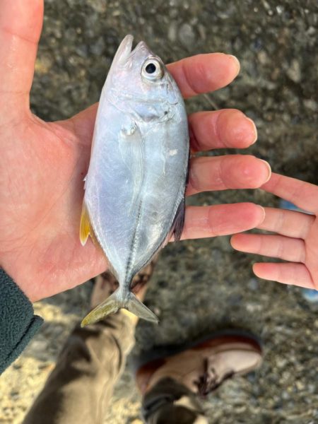 三重県北部湾奥ライトゲーム