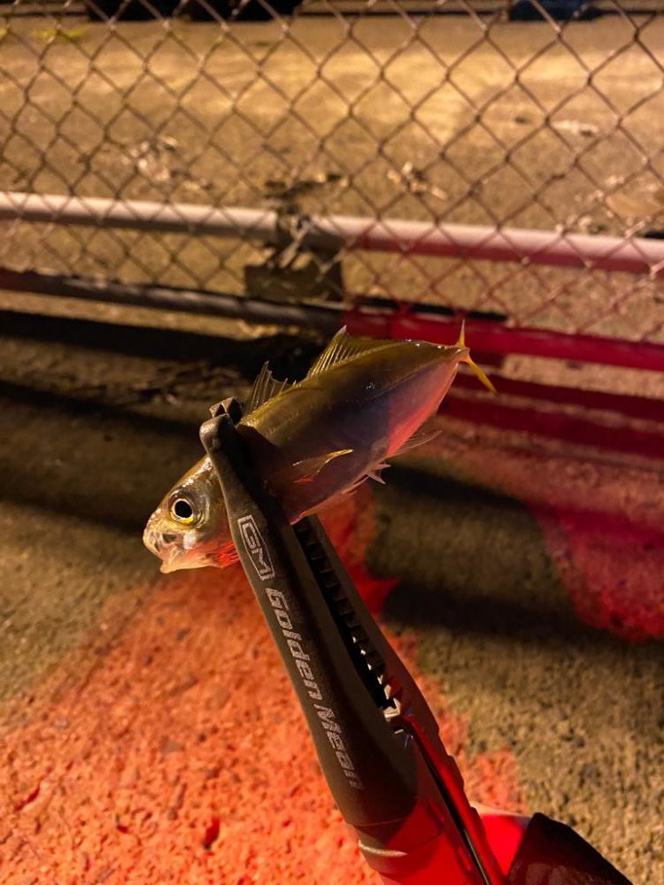 豆アジ多いが大漁