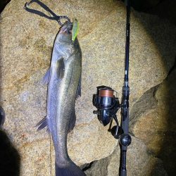 シーバスドッーーーン