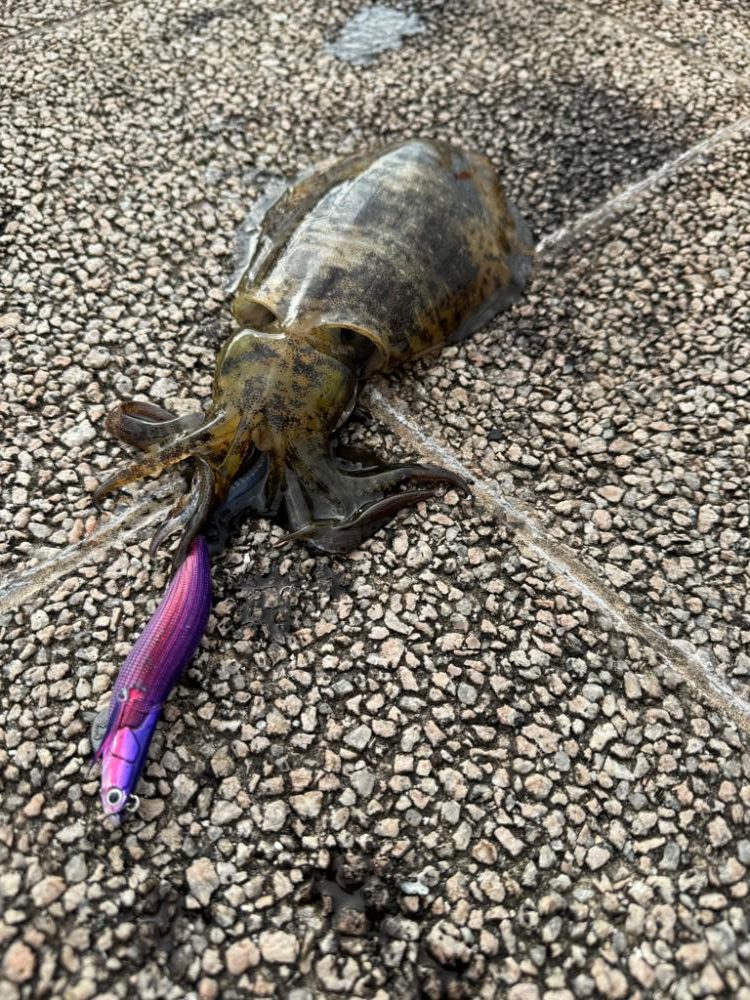 エギングルーティーン！