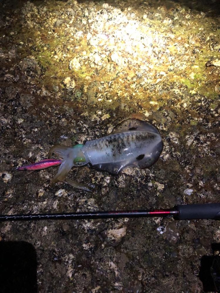 【みなべ〜田辺エリア】地磯歩き