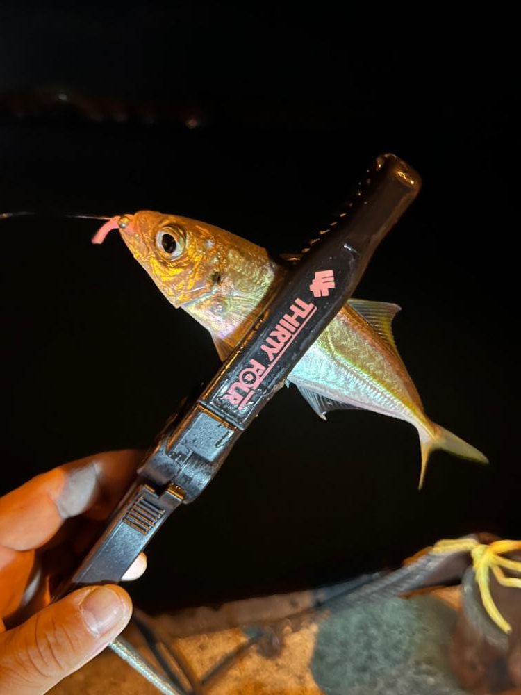 まだまだアジ釣れます✨