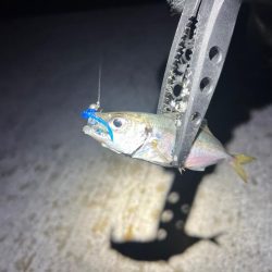 爆風アジング!!!