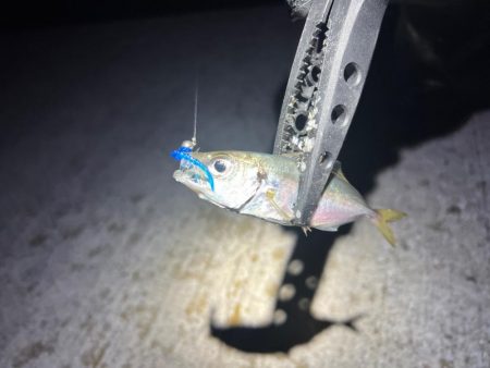 爆風アジング!!!