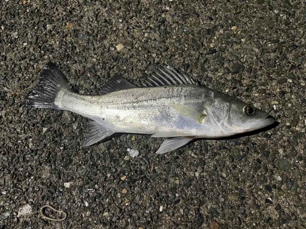 ライトゲーム短時間釣行!