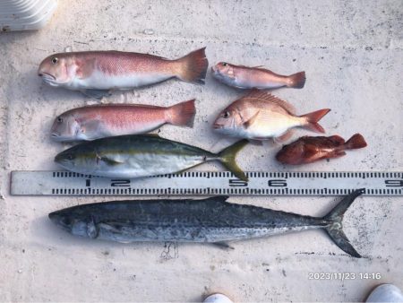 11/23 伊島沖ジギングタイラバ