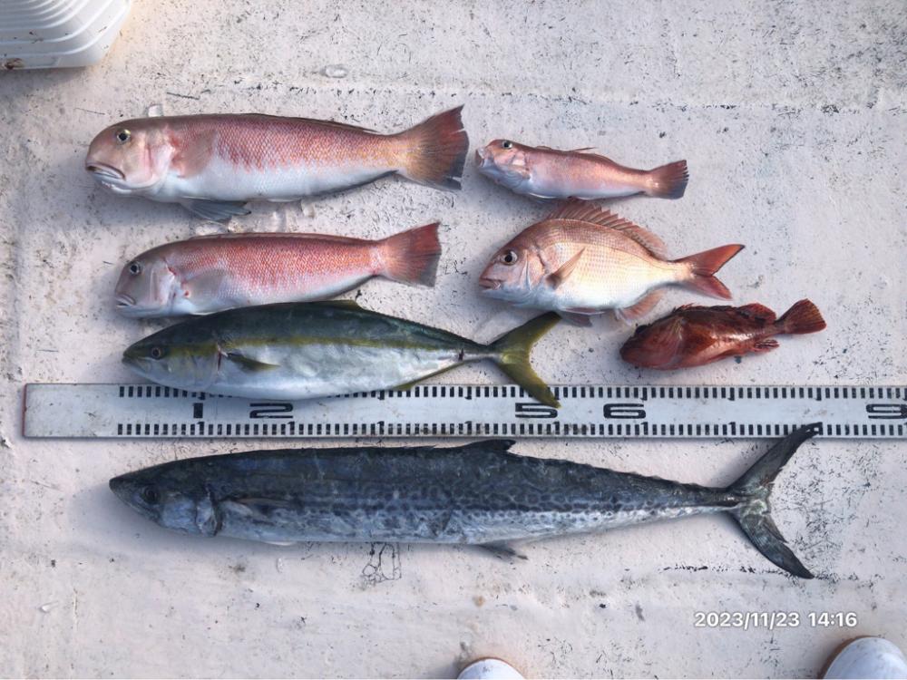 11/23 伊島沖ジギングタイラバ