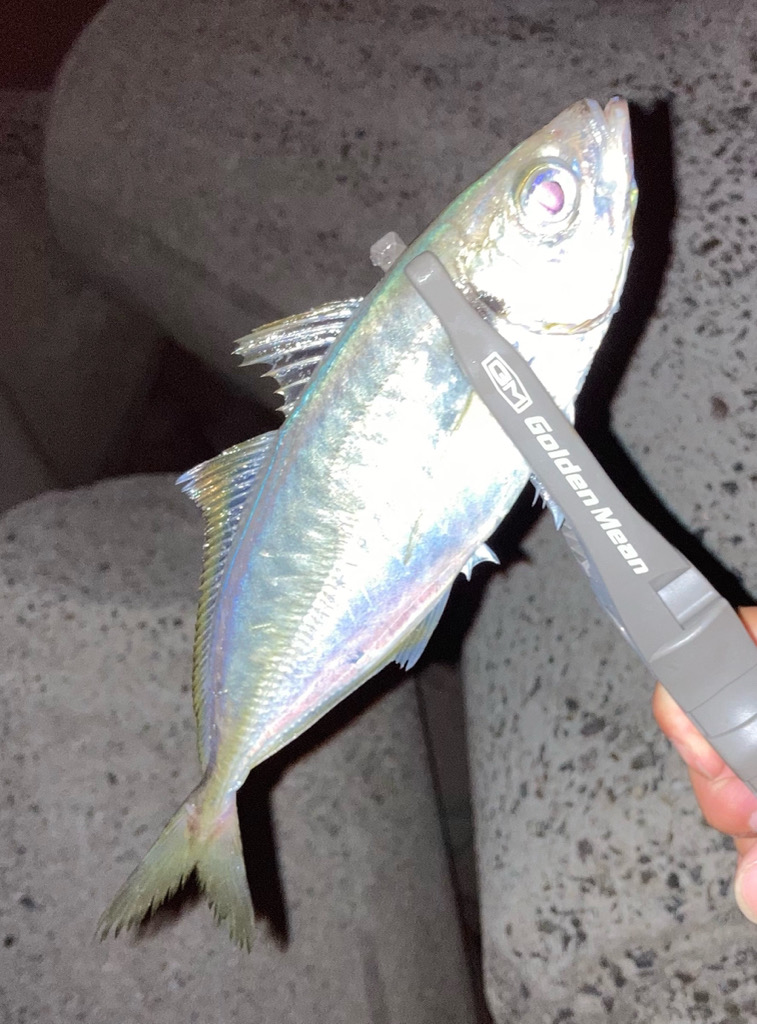 淡路でアジング