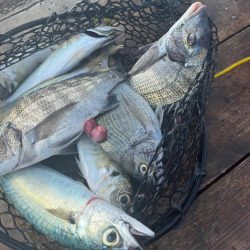 久々の筏釣りで爆釣！