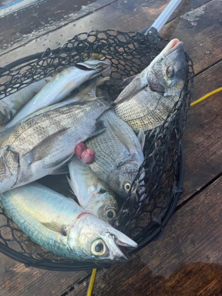 久々の筏釣りで爆釣！