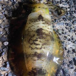 アオリ、カワハギ