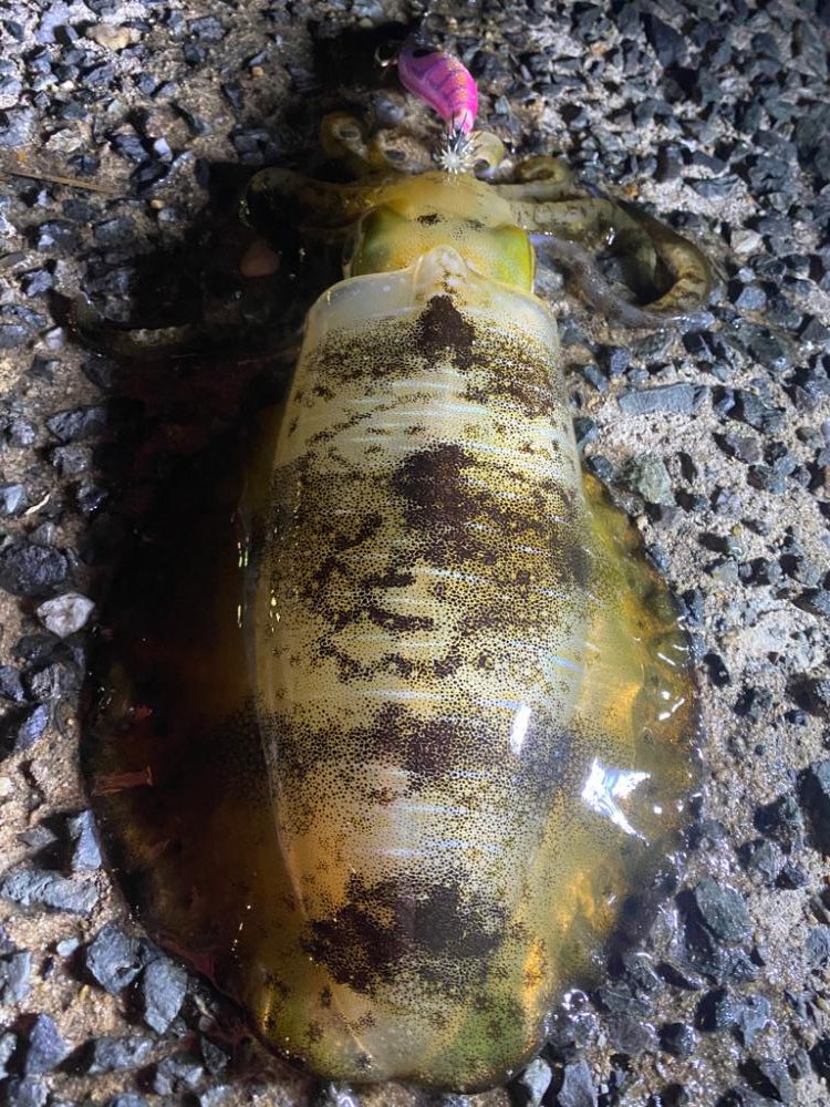 アオリ、カワハギ