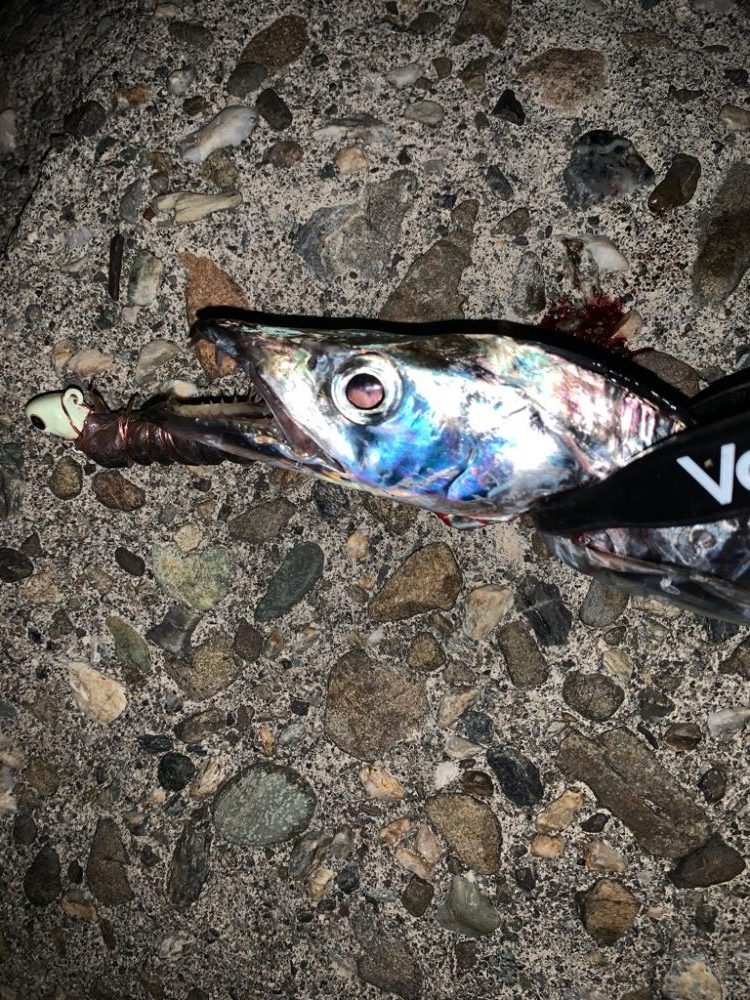 やっぱりタチウオ!