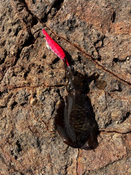 やはりデイゲーム