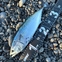 まさかのヤイト