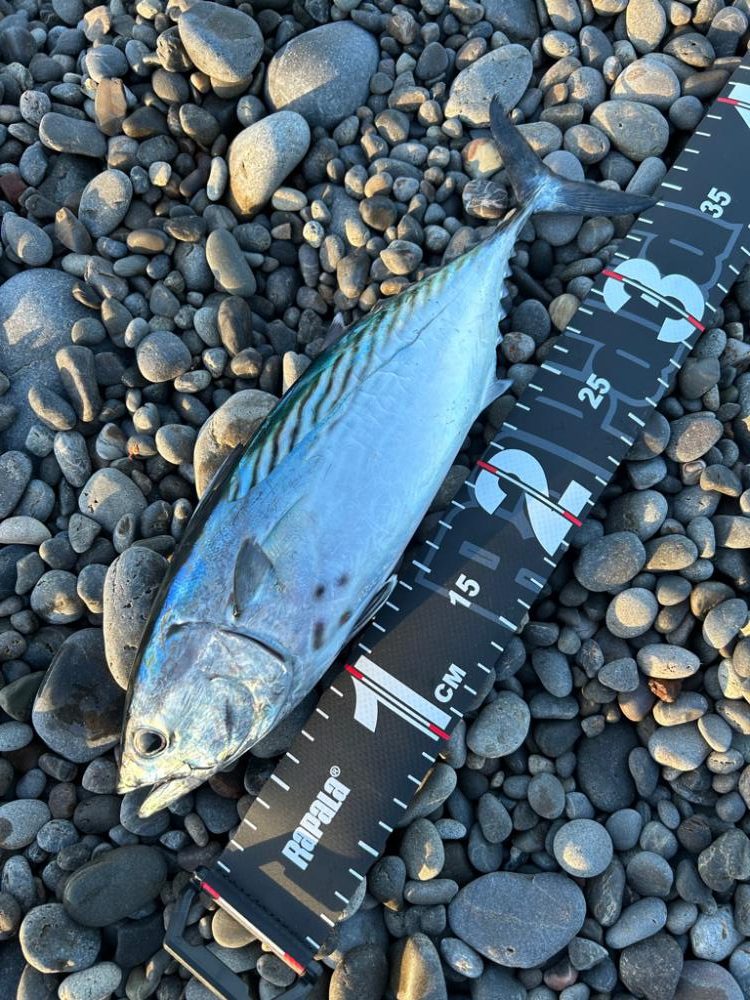 まさかのヤイト