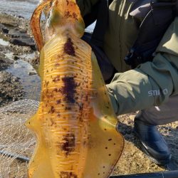 秋イカ！びっくり！キロオーバー！！