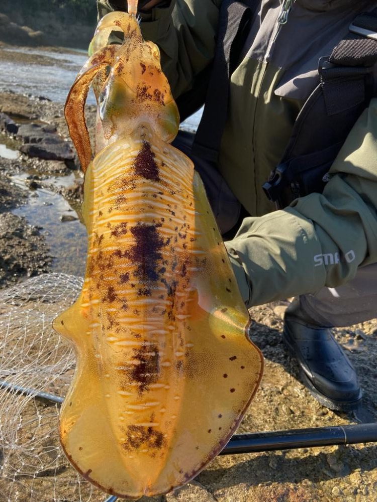 秋イカ!びっくり!キロオーバー!!