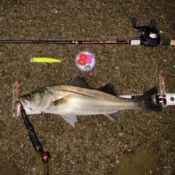 【リバーシーバス】