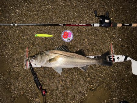 【リバーシーバス】