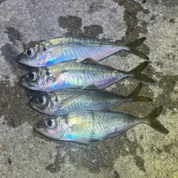 姫路離島でアジング・エギング・ショアジギングで撃沈！！