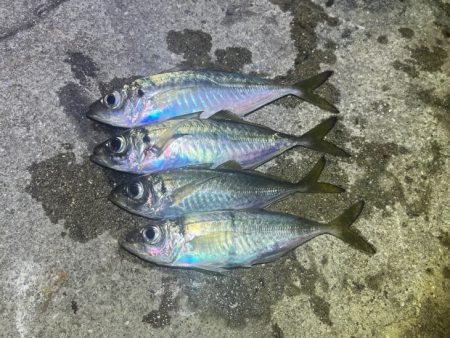 姫路離島でアジング・エギング・ショアジギン…