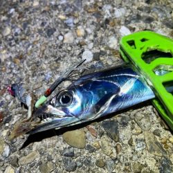 二見タチウオ｜激渋ながら粘りで何とか！