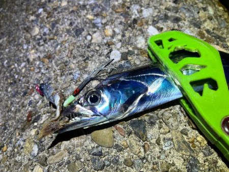 二見タチウオ｜激渋ながら粘りで何とか！