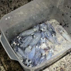 ヒイカ爆釣！の情報で行ってみたが渋い日に当たったみたい・・・