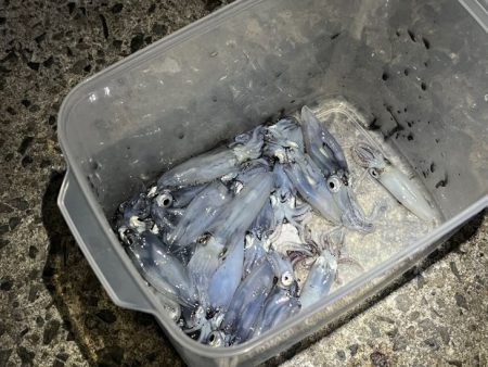 ヒイカ爆釣！の情報で行ってみたが渋い日に当…