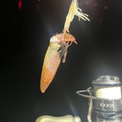 姫路でヒイカ釣り｜またまた激渋で撃沈！