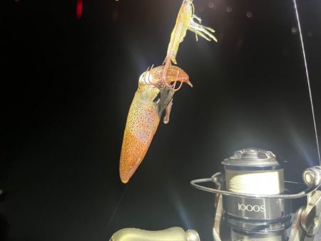 姫路でヒイカ釣り｜またまた激渋で撃沈！