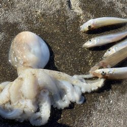 苅谷波止で何が釣れるか初釣行　一応キス狙い…