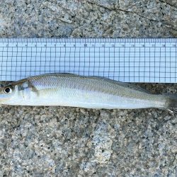 今日もキス釣り!上げ7分で良型ヒット