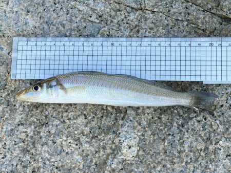 今日もキス釣り!上げ7分で良型ヒット