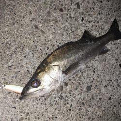 シーバス釣り