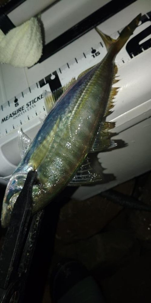 フロートゲーム~