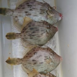 和歌山でのカワハギ釣り