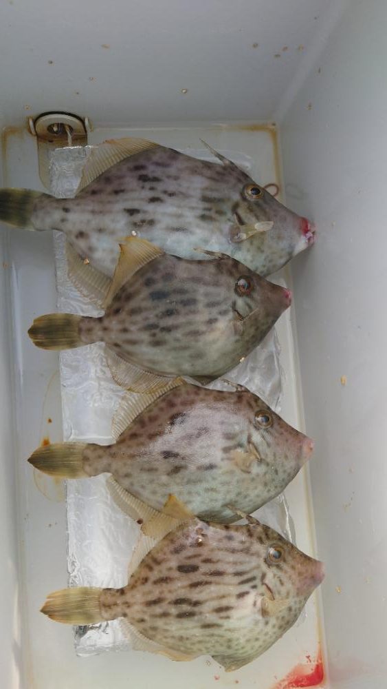 和歌山でのカワハギ釣り