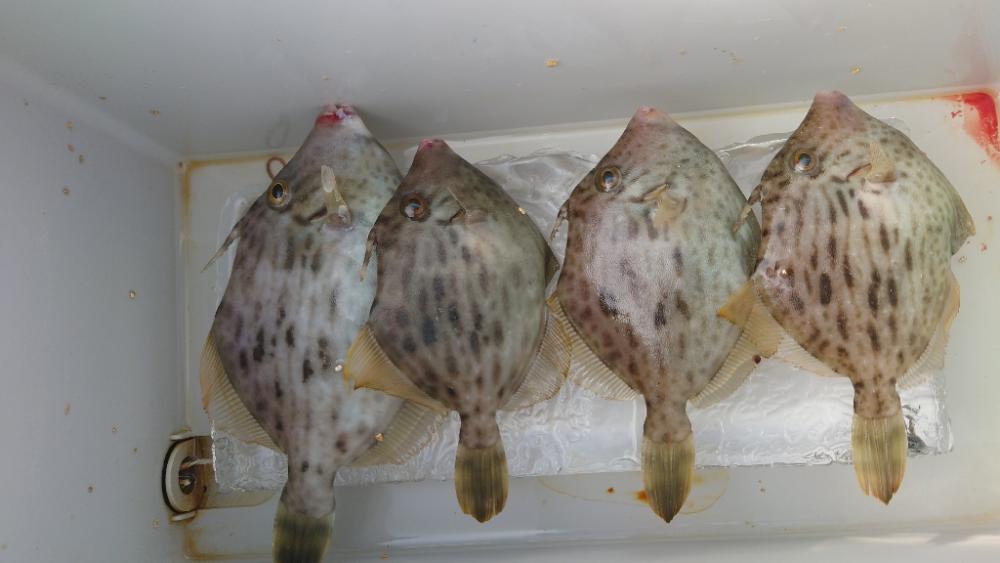 和歌山でのカワハギ釣り